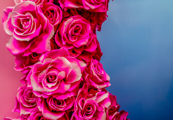 beautiful flower - close up - photo