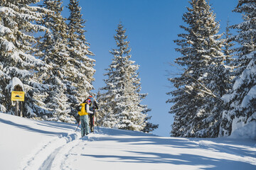 Mountaineer backcountry ski walking ski alpinist in the mountains. Ski touring in alpine landscape with snowy trees. Adventure winter sport. Kralova hola, Slovakia © Zedspider