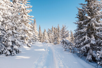 Alpine mountains landscape with white snow and blue sky. Sunset winter in nature. Frosty trees under warm sunlight.  Hiking winter to kralova hola, low tatras slovakia landscape © Zedspider