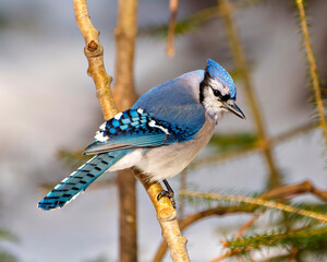 Blue Jay Photo and Image. Close-up side view, perched on a tree branch with blur background in its environment and habitat surrounding. Jay picture. Jay Portrait.