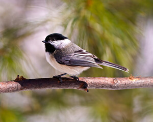 Chickadee Photo and Image. Close-up profile side view perched on a tree branch with blur coniferous background in its envrionment and habitat surrounding.
