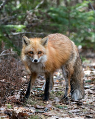 Naklejka na ściany i meble Red Fox Photo Stock. Fox Image. Close-up profile view in the spring season displaying fox tail, fur, in its environment and habitat with a blurforest background. Picture. Portrait.