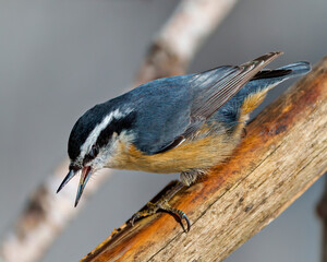 Nuthatch Red-breasted Photo and Image. Perched on a tree branch with a open beak displaying tongue, with a blur background in its environment and habitat surrounding.
