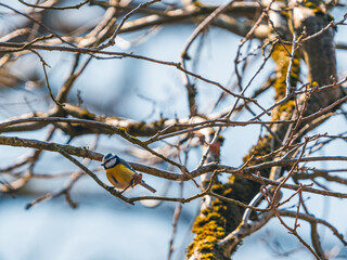 Blaumeise in Baum