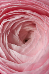 A delicate ranunculus flower on a light background.