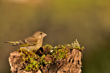 verderón europeo o verderón común macho posado en una rama bosque​ (Chloris chloris)​