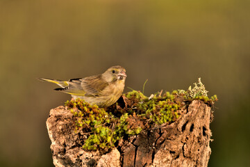 verderón europeo o verderón común macho posado en una rama bosque​ (Chloris chloris)​