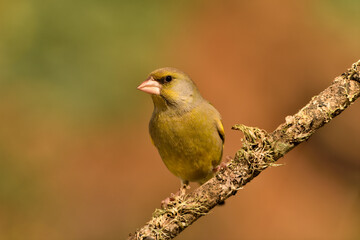 verderón europeo o verderón común macho posado en una rama bosque​ (Chloris chloris)​