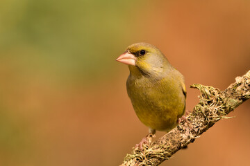 verderón europeo o verderón común macho posado en una rama bosque​ (Chloris chloris)​