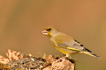 verderón europeo o verderón común posado en el suelo (Chloris chloris)​