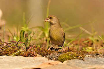 verderón europeo o verderón común posado en el suelo (Chloris chloris)​