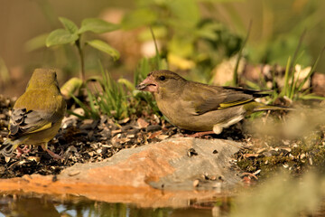verderón europeo o verderón común posado en el suelo (Chloris chloris)​