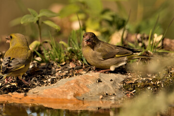 verderón europeo o verderón común posado en el suelo (Chloris chloris)​