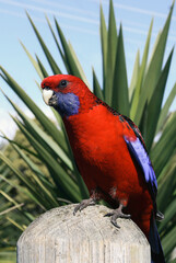 Portrait of a wild Crimson Rosella Australian Parrot (Platycercus elegans) perched on a wooden stump with foliage in background, closeup view, Australia