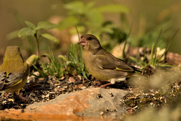 verderón europeo o verderón común posado en el suelo (Chloris chloris)​