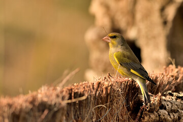 verderón europeo o verderón común posado en el brezo (Chloris chloris)​