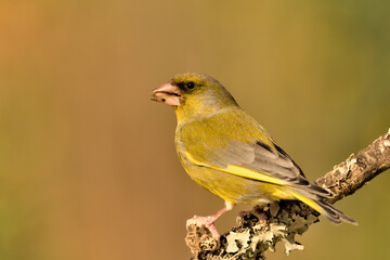 verderón europeo o verderón común macho posado en una rama en el bosque​ (Chloris chloris)​