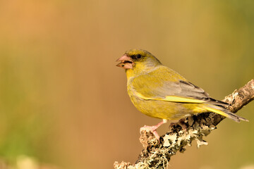 Fototapeta premium verderón europeo o verderón común macho posado en una rama en el bosque​ (Chloris chloris)​