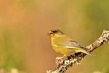 Fototapeta premium verderón europeo o verderón común macho posado en una rama en el bosque​ (Chloris chloris)​