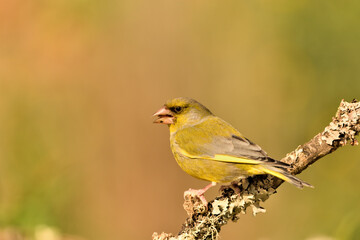 verderón europeo o verderón común macho posado en una rama en el bosque​ (Chloris chloris)​