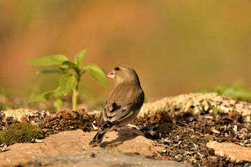 verderón europeo o verderón común posado en el suelo del parque (Chloris chloris)​