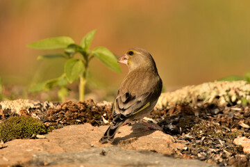verderón europeo o verderón común posado en el suelo del parque (Chloris chloris)​