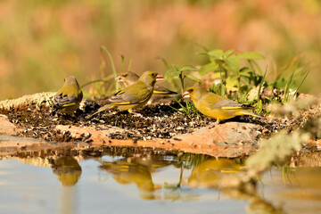 verderón europeo o verderón común posado en el suelo del parque (Chloris chloris)​