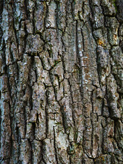 Baumtextur – Im Wald bei Wildenloh