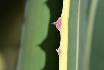 リュウゼツランのトゲ　自然の造形