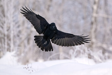 Raven in flight. Raven landing in snowy environment, forest in background - 576460262