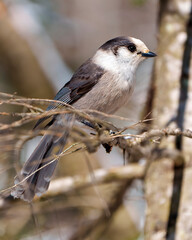 Grey Jay Photo and Image.  Perched on a tree branch displaying grey colour, tail, wings, feet, eye with a blur forest background in its environment and habitat surrounding.