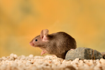 rat&oacute;n com&uacute;n jugando en su jaula con fondo pastel