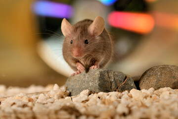 ratón común jugando en su jaula con fondo de colores