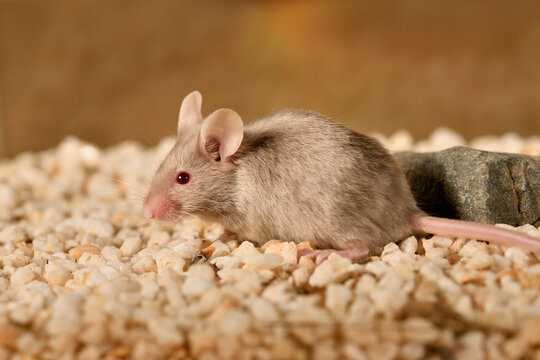 rat&oacute;n com&uacute;n jugando en su jaula con fondo de colores
