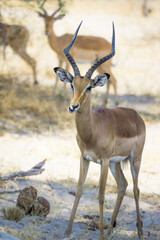 an antelope standing in a herd