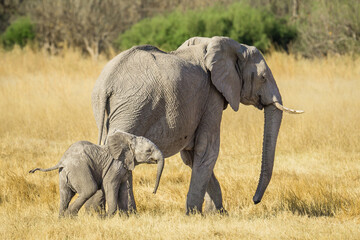 Fototapeta na wymiar baby african elephant with its mother