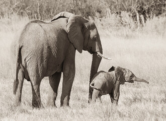 baby elephant and mother in botswana
