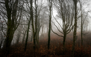 Fototapeta na wymiar The misty woodlands of Fforest Fawr