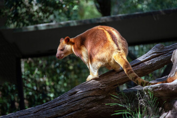 Golden-Mantled Tree-Kangaroo (Dendrolagus pulcherrimus)