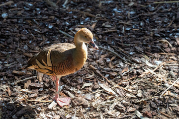 Plumed Whistling-Duck (Dendrocygna eytoni)