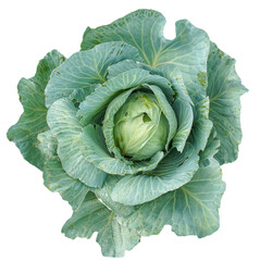 Fototapeta premium Fresh green cabbage top view isolated on white background. Organic vegetable with water drops. Concept of agriculture