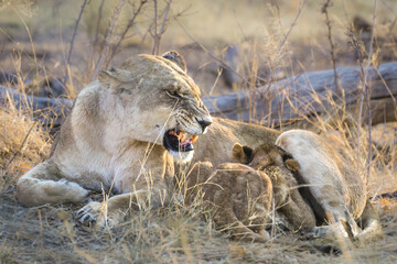 baby lion nursing growling mother