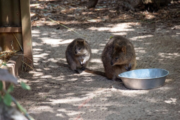 Quokka (Setonix brachyuru)