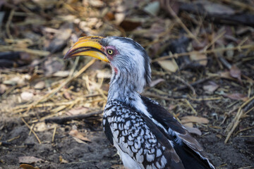 gray african hornbill bird