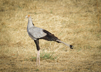 Fototapeta premium secretary bird in a field