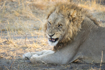 male lion snarling at camera