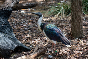 Straw-necked Ibis (Threskiornis spinicollis)