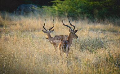 two antelopes standing in tall grasses