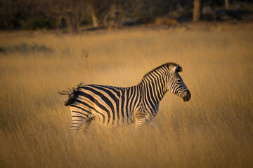 zebra standing in tall grasses