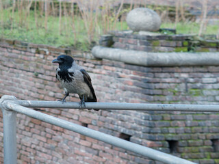 Raven on stone wall looking out over bridge and forest
